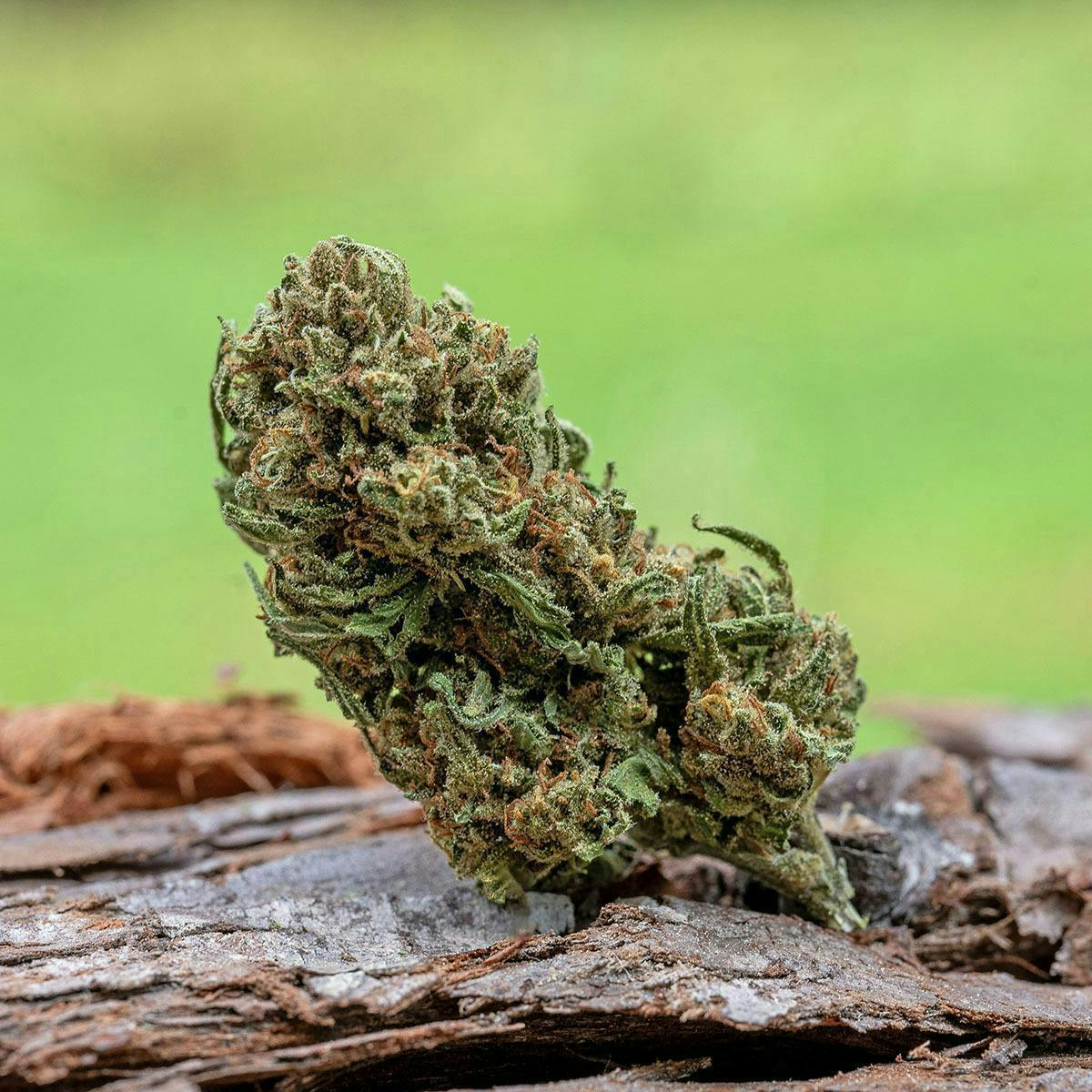 Farm Cut: Jack Herer