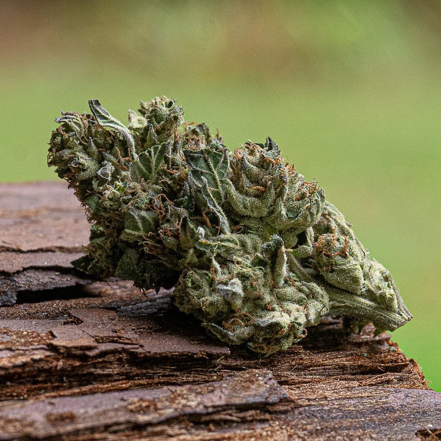 Farm Cut — Lemon Cherry Sherbert