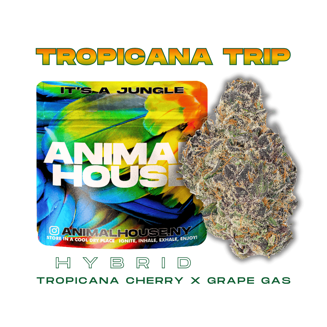 Animal House | Tropicana Trip | Big Buds | 3.5g