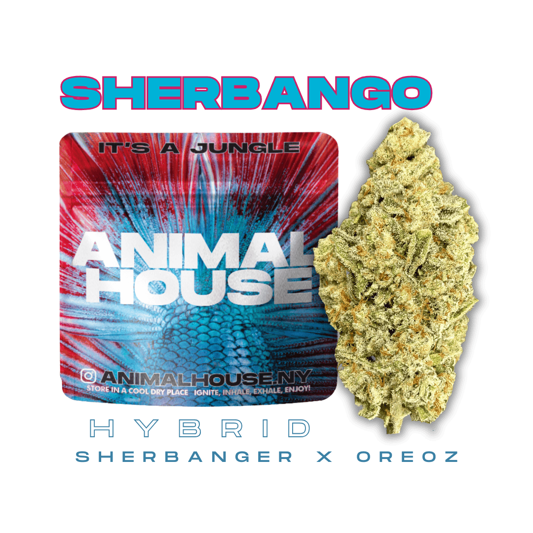 Animal House | Sherbango | Big Buds | 3.5g by Animal House