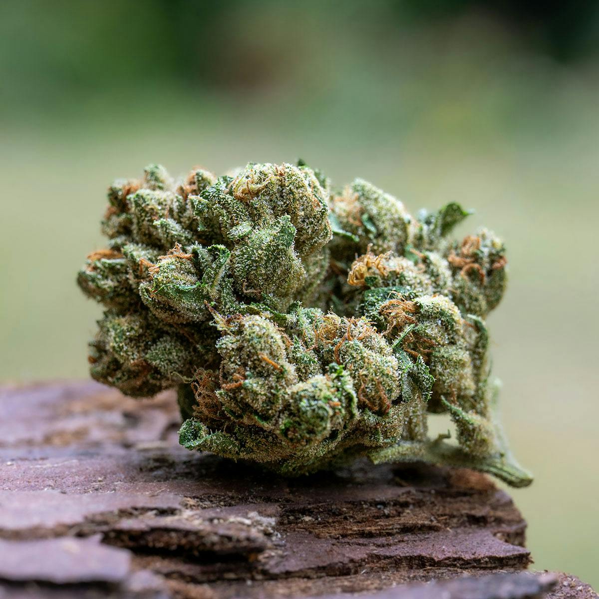 Farm Cut — Down Om Farms