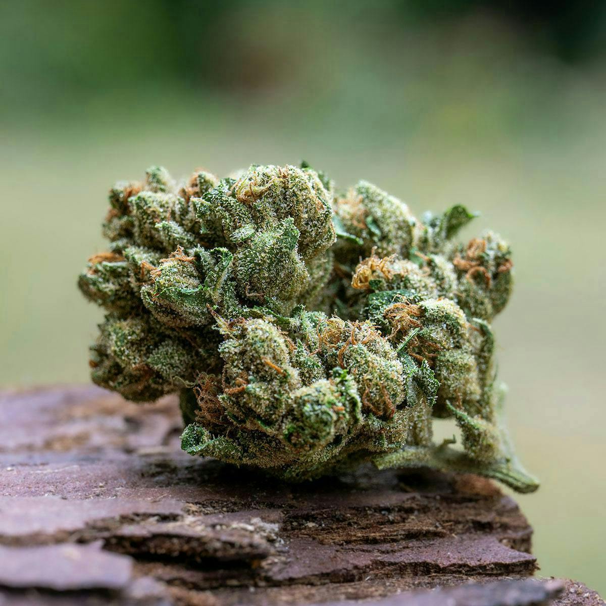 Farm Cut: X Down Om Farms