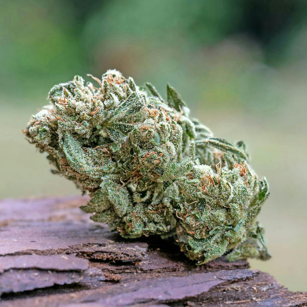 Farm Cut: X Down Om Farms