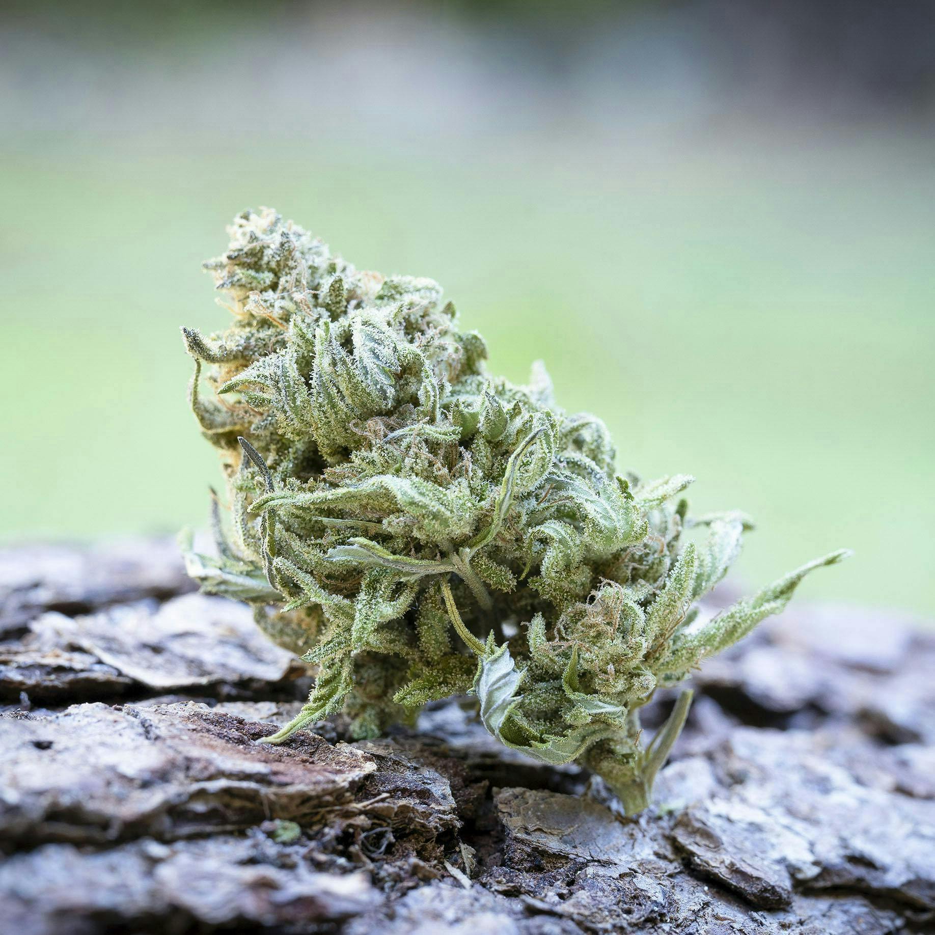 Farm Cut: Blueberry Muffin
