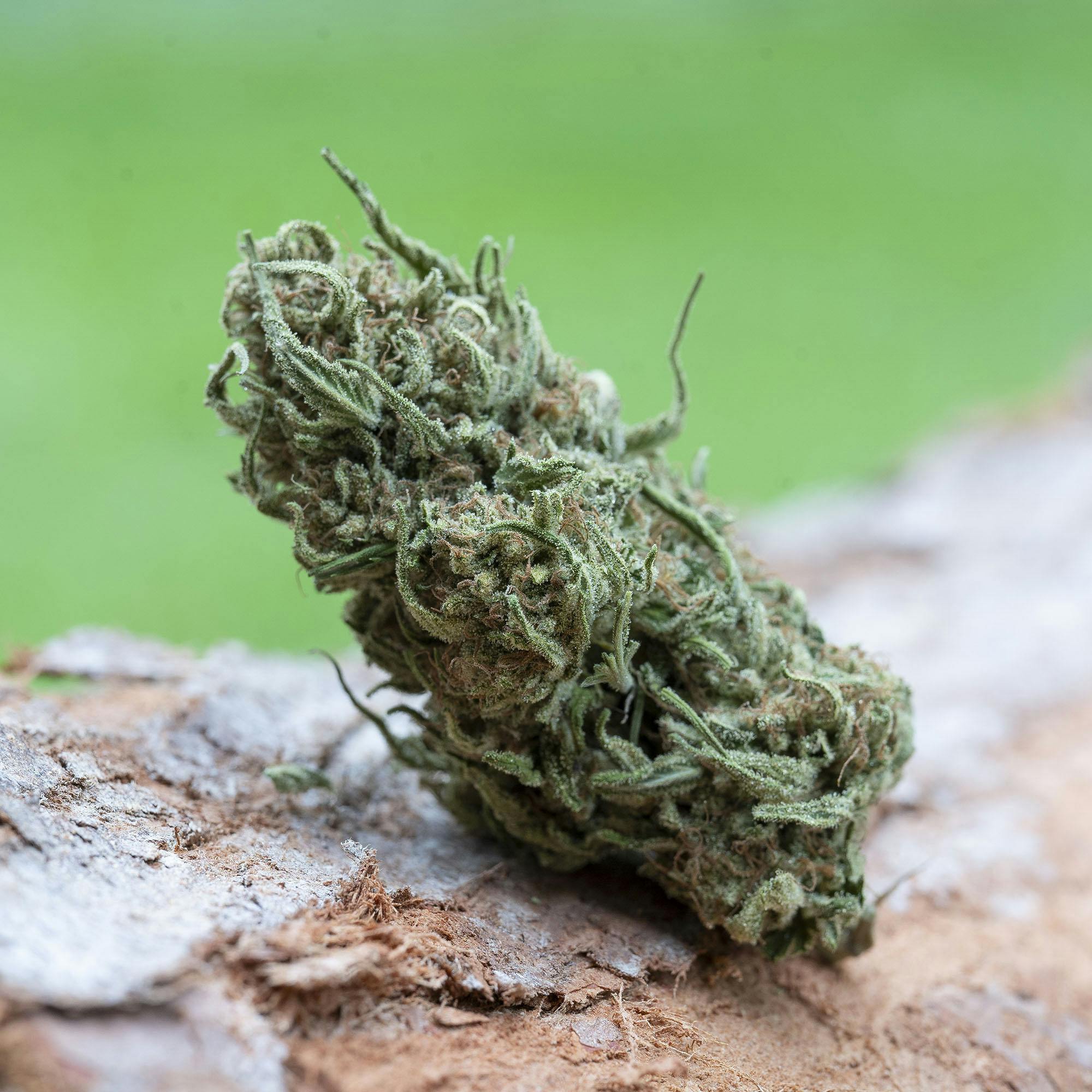 Farm Cut — Blueberry Skunk