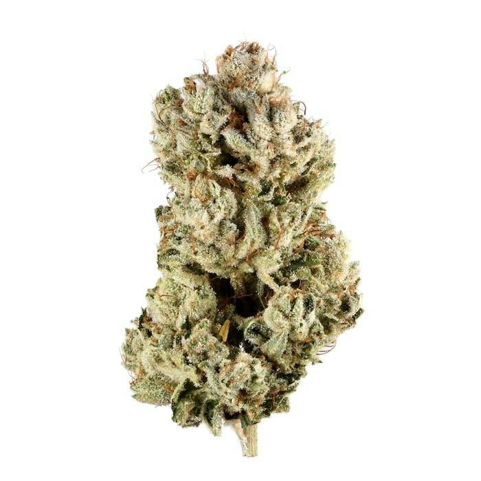 Fresh Canna | GG #4 | Big Buds