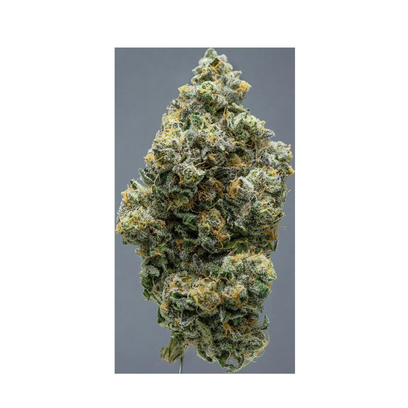 Society C | L.A. Purple Pop Rocks | Big Buds | 1g by Society C