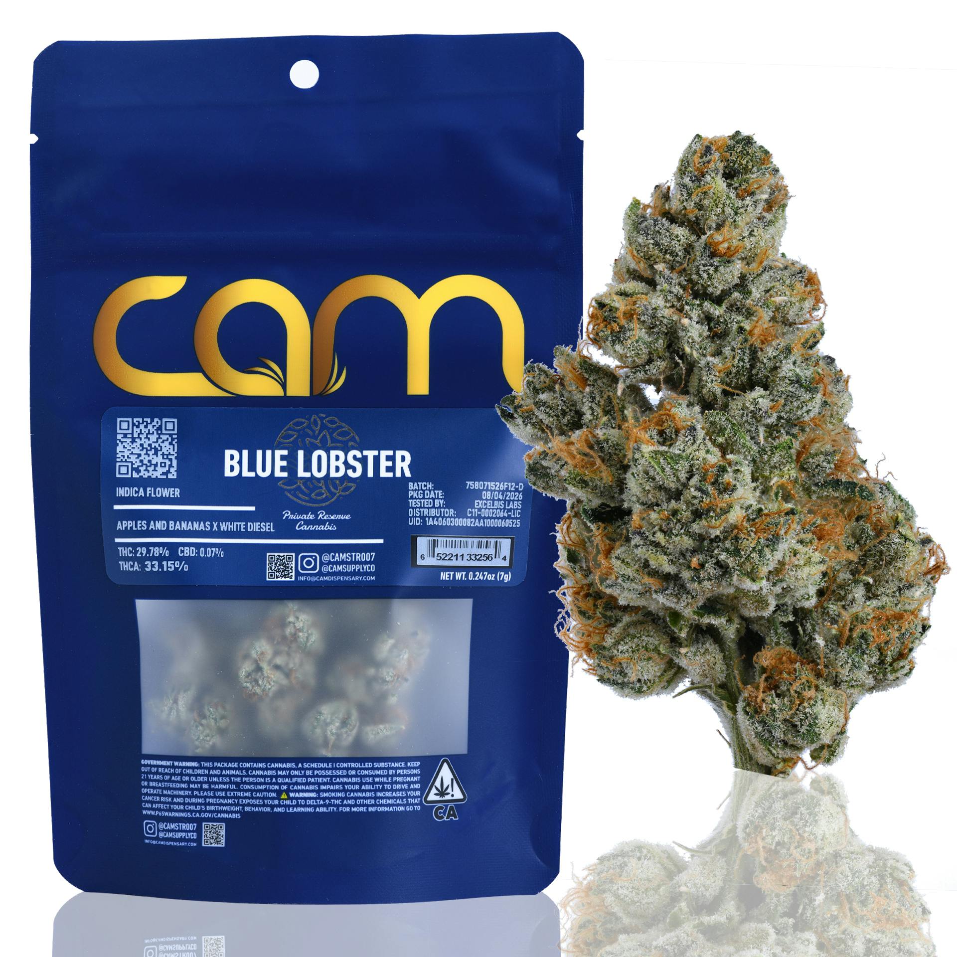 CAM: Blue Lobster