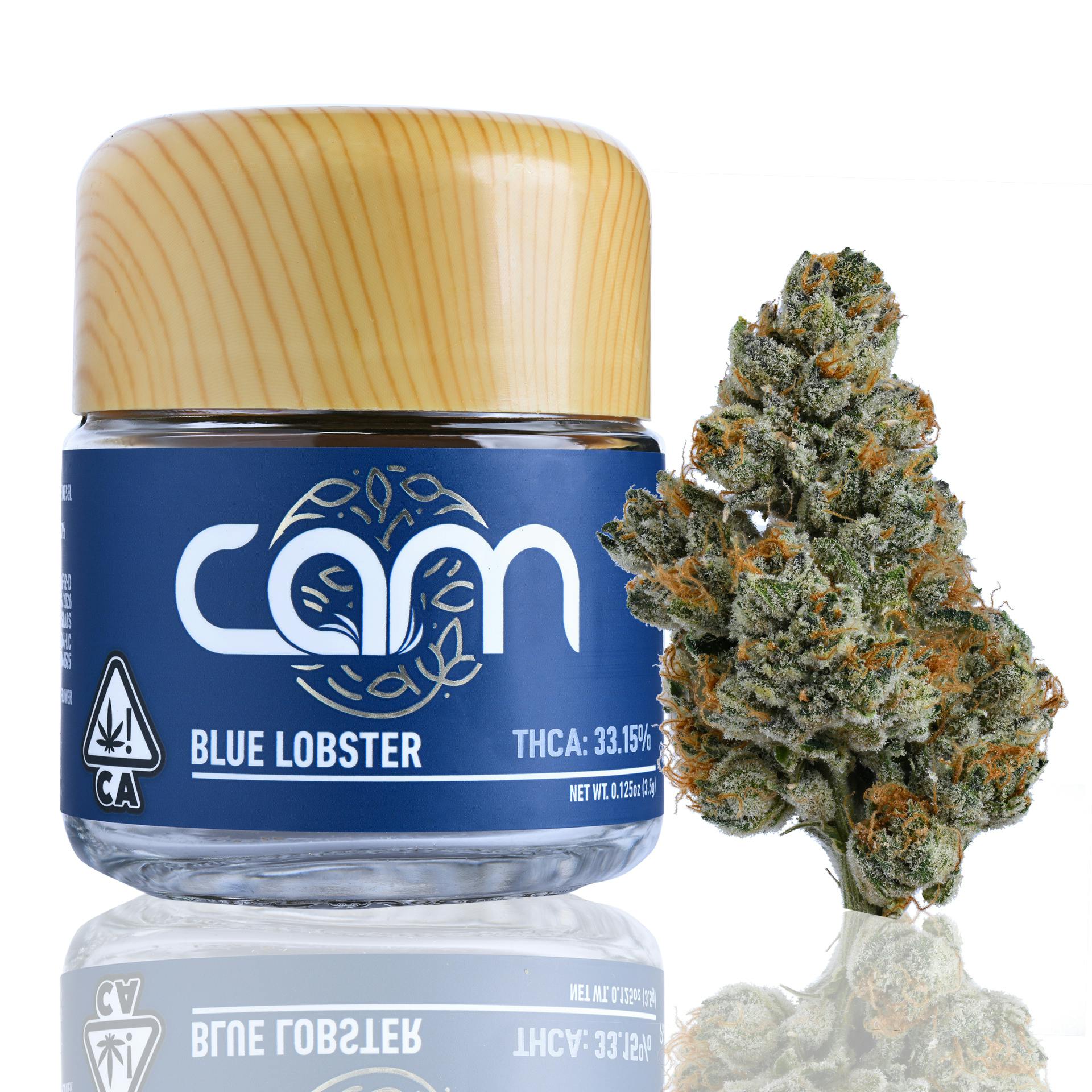 CAM: Blue Lobster