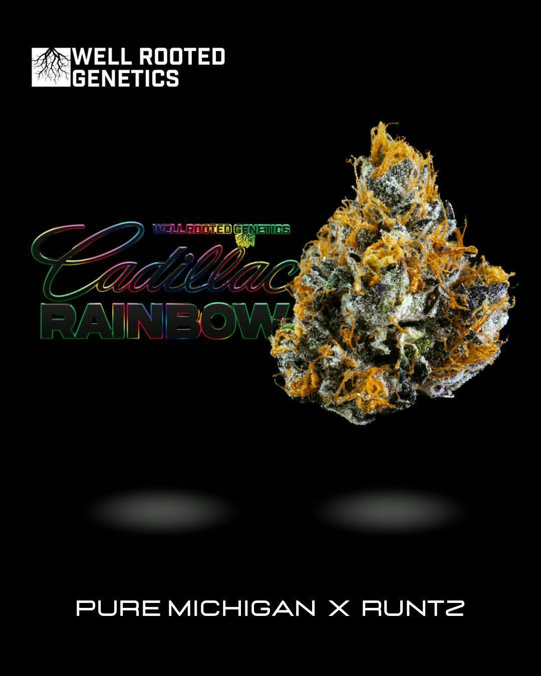 Well Rooted Genetics | Cadillac Rainbows | Big Buds | 3.5g by Well Rooted Genetics