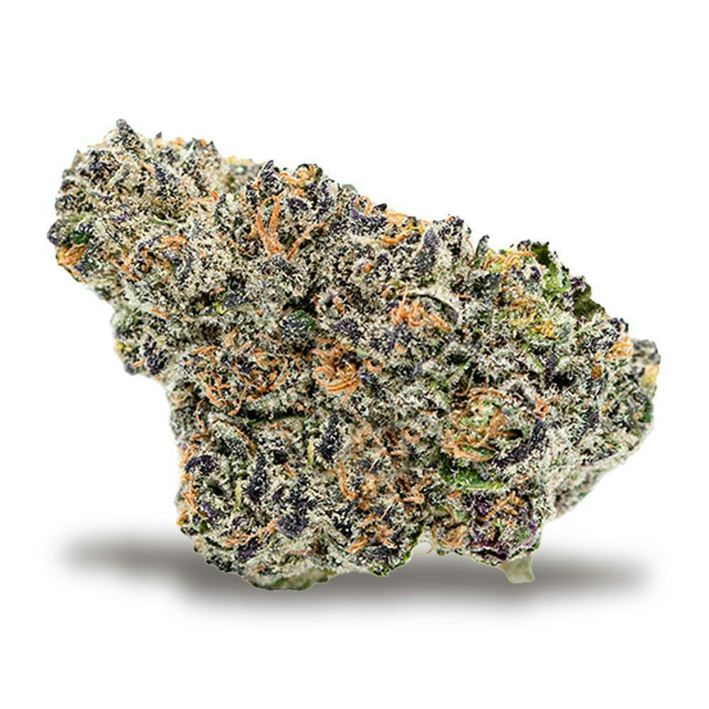 TERP MANSION: Gelato 41