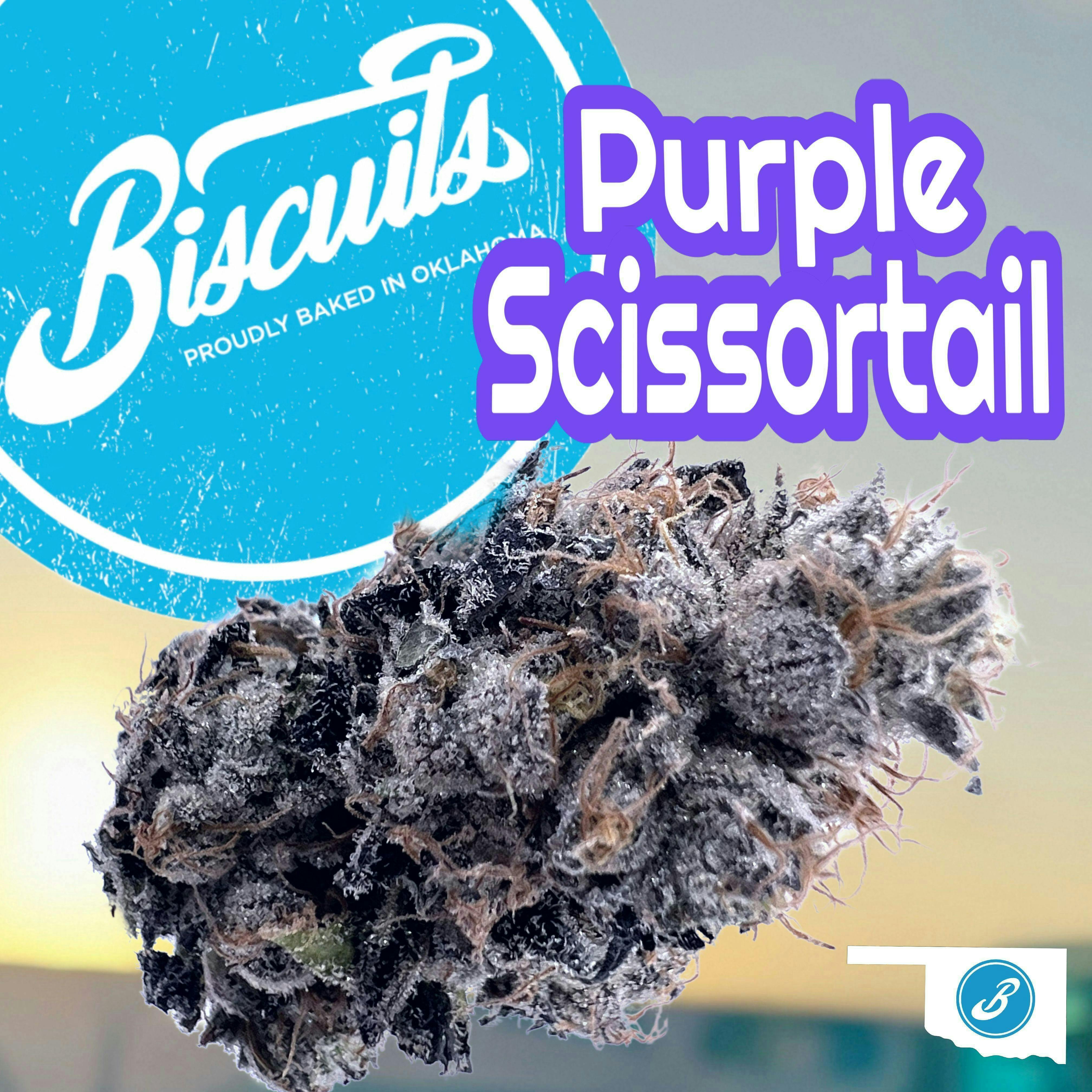 Purple Scissortail Big Buds