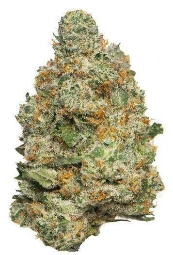 Mojo | Apple Fritter | Big Buds | 14g by Mojo