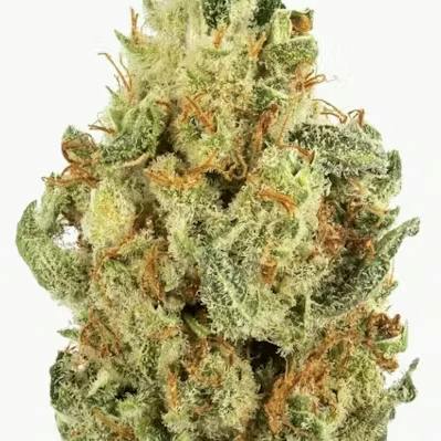Mojo | Acai Cookies | Big Buds | 14g by Mojo