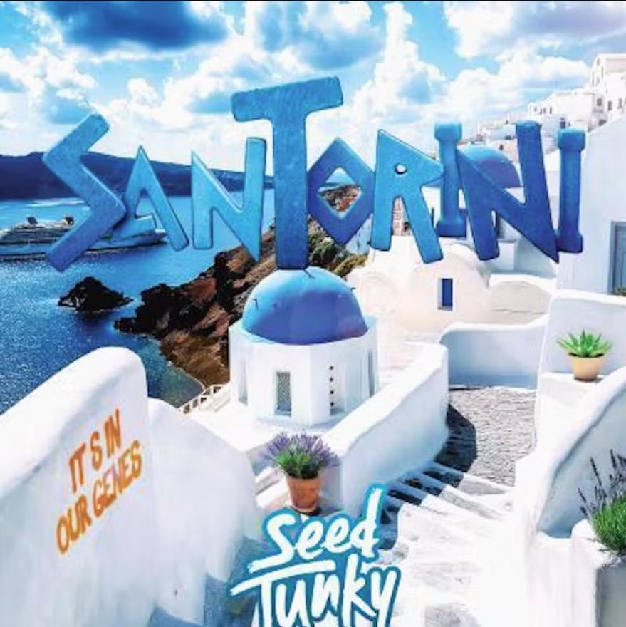 Santorini | Big Buds