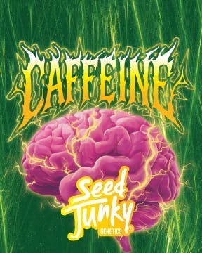 Caffeine | Big Buds
