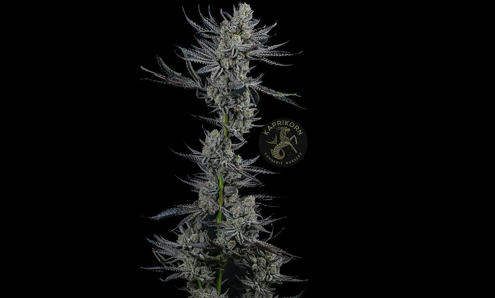Kaprikorn | Headlights | Clone