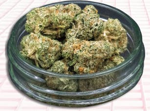 Midzotics | Golden Wonka Bars | Big Buds | 28g by Midzotics