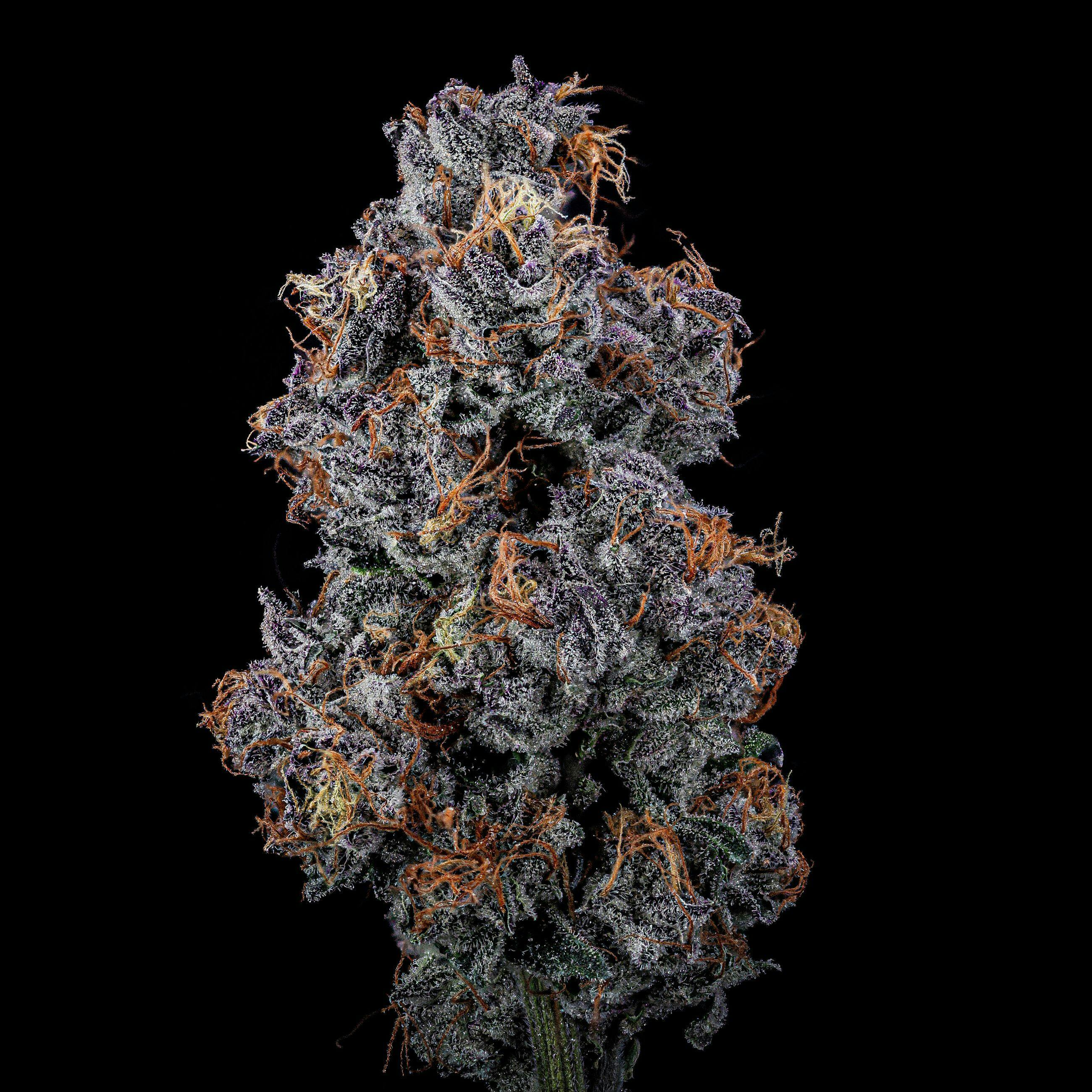 Wood Wide: Viper Cookies