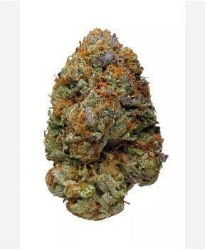 BowHouse | Cotton Candy Z | Flower