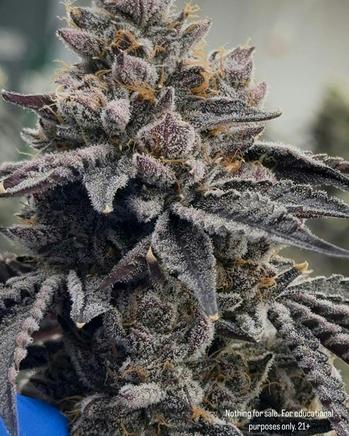 BowHouse | Sherbama | Flower | 14g by BowHouse