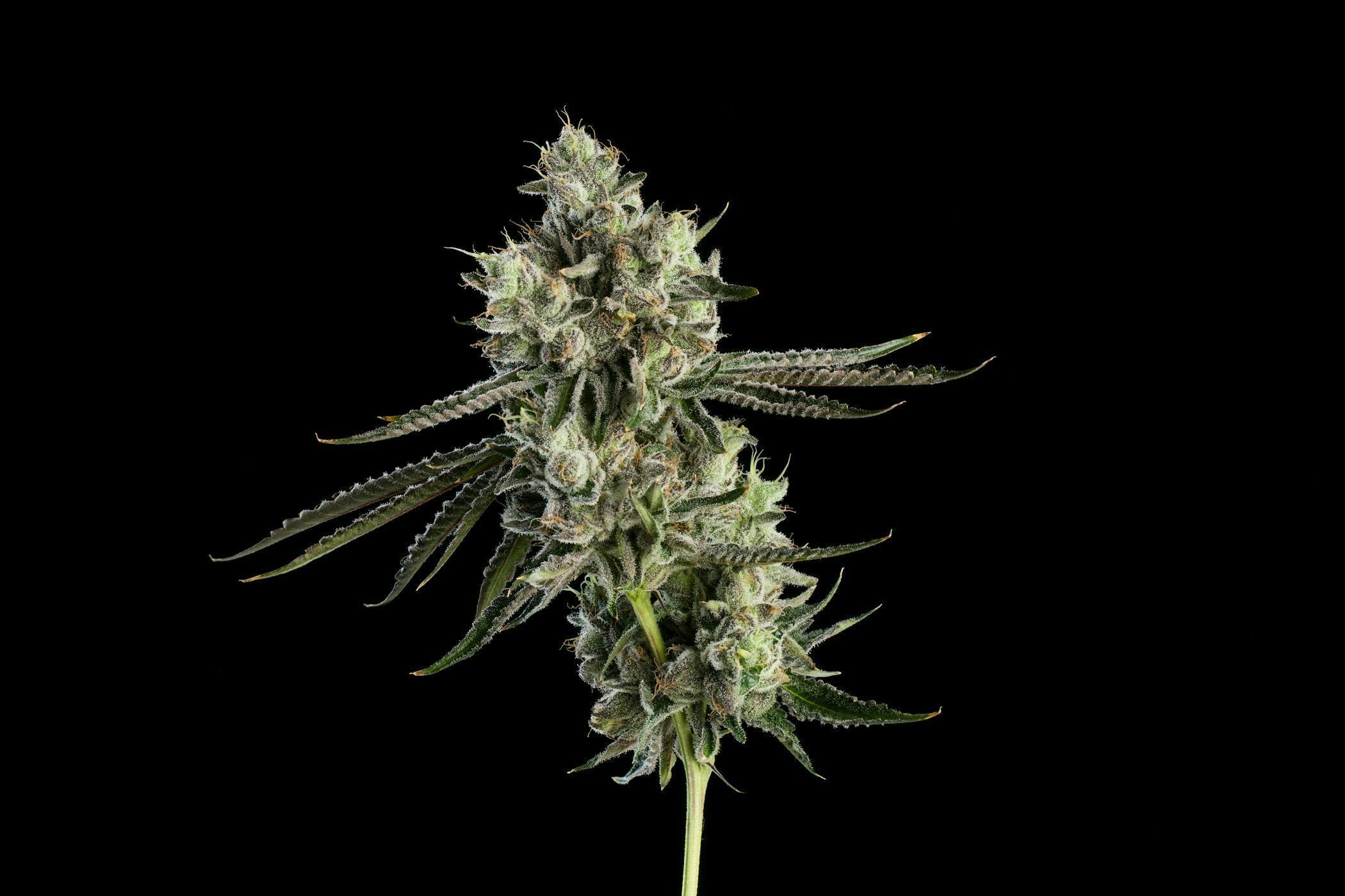 Death Row Records | Fun Dipz | Big Buds | 56g