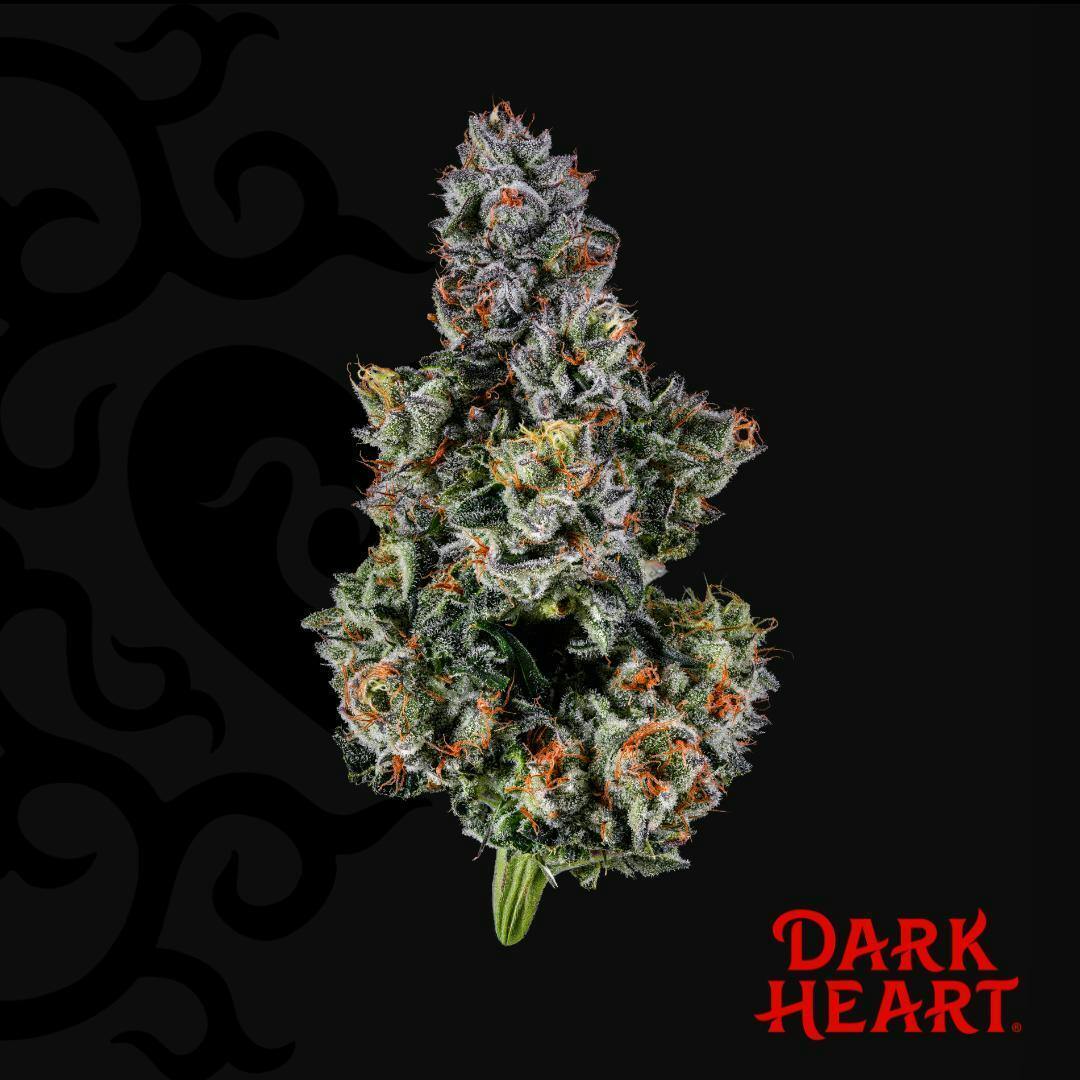 Trip Stack Whole Flower (PA) by Dark Heart