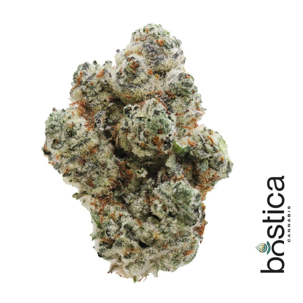 Gastronaut | 3.5G (TAX INCLUDED)