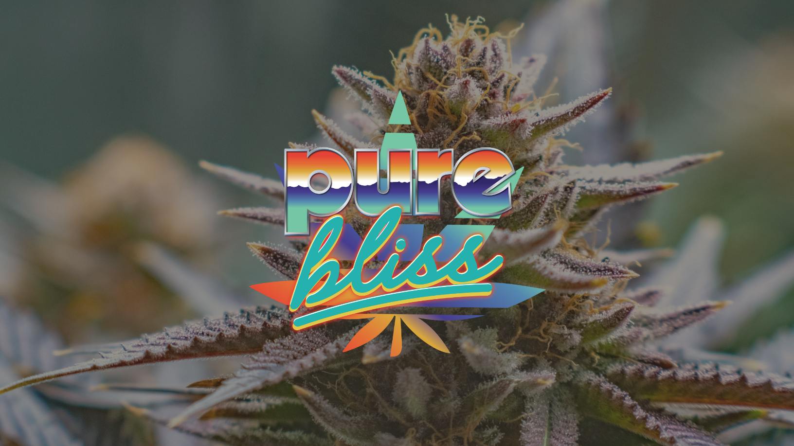 Pure Bliss Farms | Gas Basket | Flower at Pure Bliss Dispensary
