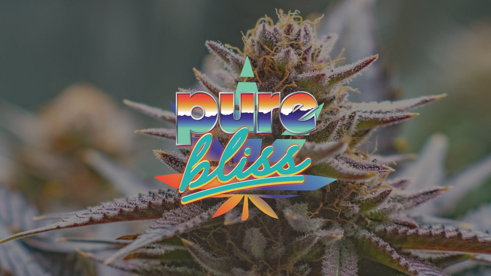 Pure Bliss Farms | Lemon Oreoz | Flower | 3.5g by Pure Bliss Farms
