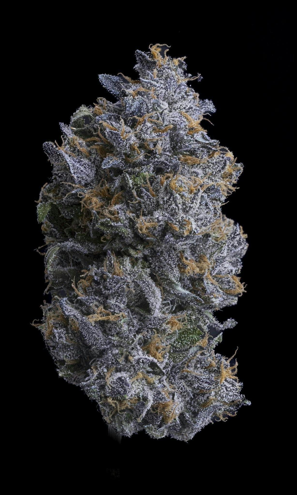 Sticky Status — Bubble Gum Runtz