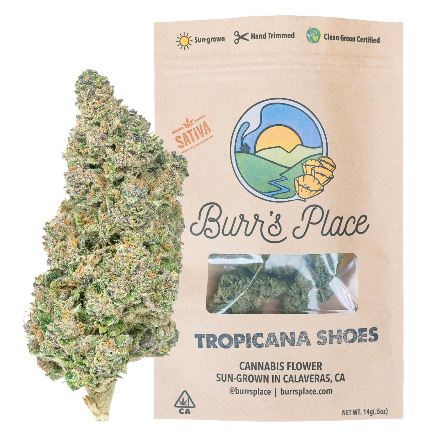 Burr's Place: Triploid OG