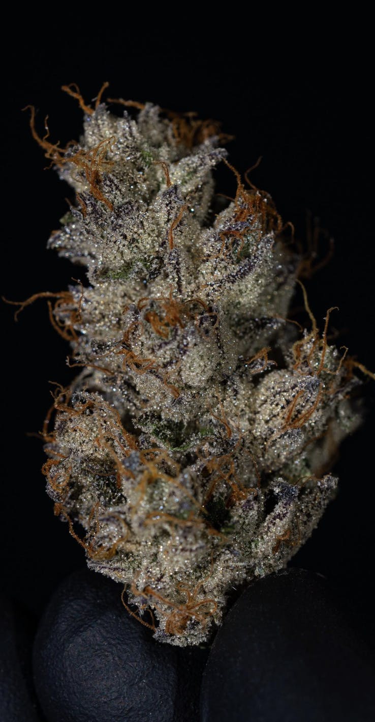 Oklahoma Outlawz | Skunkpiss | Big Buds | 28g by Oklahoma Outlawz