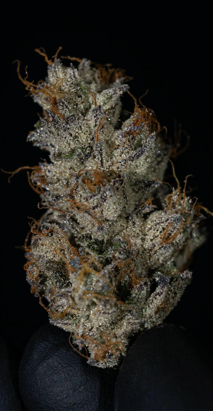 Oklahoma Outlawz | Skunkpiss | Big Buds | 3.5g by Oklahoma Outlawz