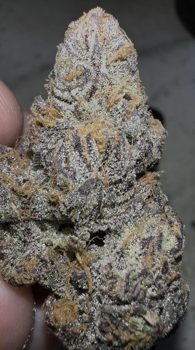 Oklahoma Outlawz | D-Lish | Big Buds | 28g