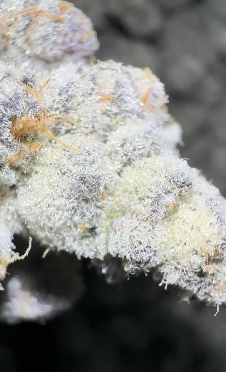 Oklahoma Outlawz | Darryl Strawberry | Big Buds | 3.5g by Oklahoma Outlawz