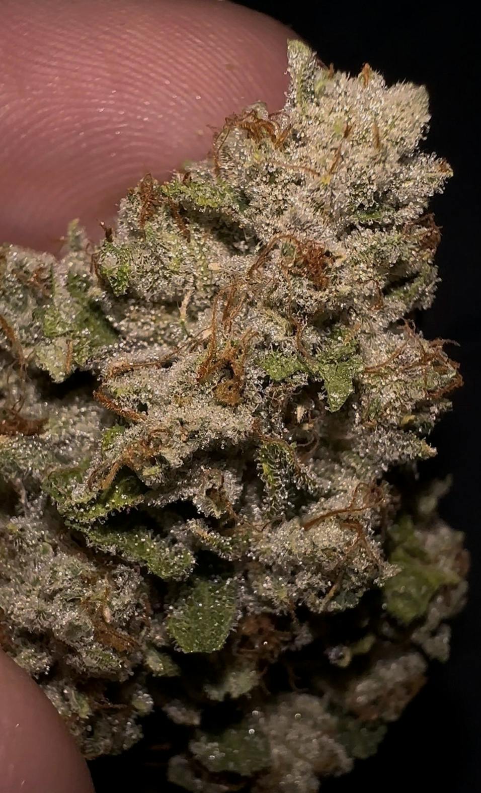 Oklahoma Outlawz | Malibu Pure Kush | Big Buds | 3.5g by Oklahoma Outlawz