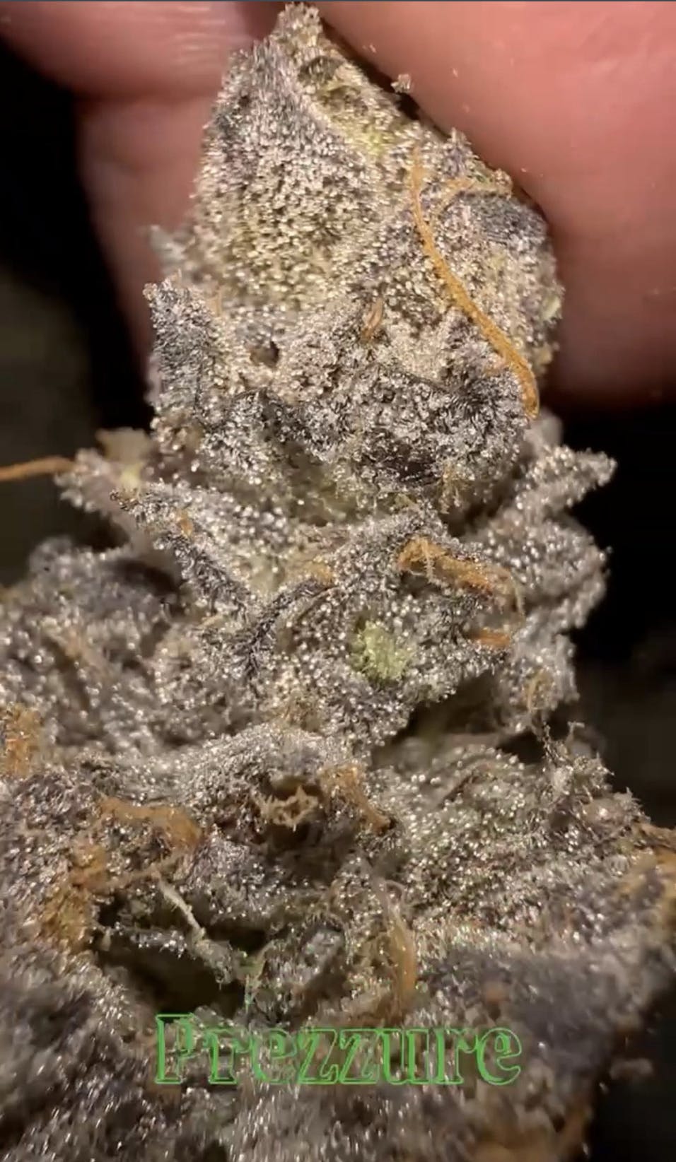 Oklahoma Outlawz | Prezzure | Big Buds | 3.5g by Oklahoma Outlawz