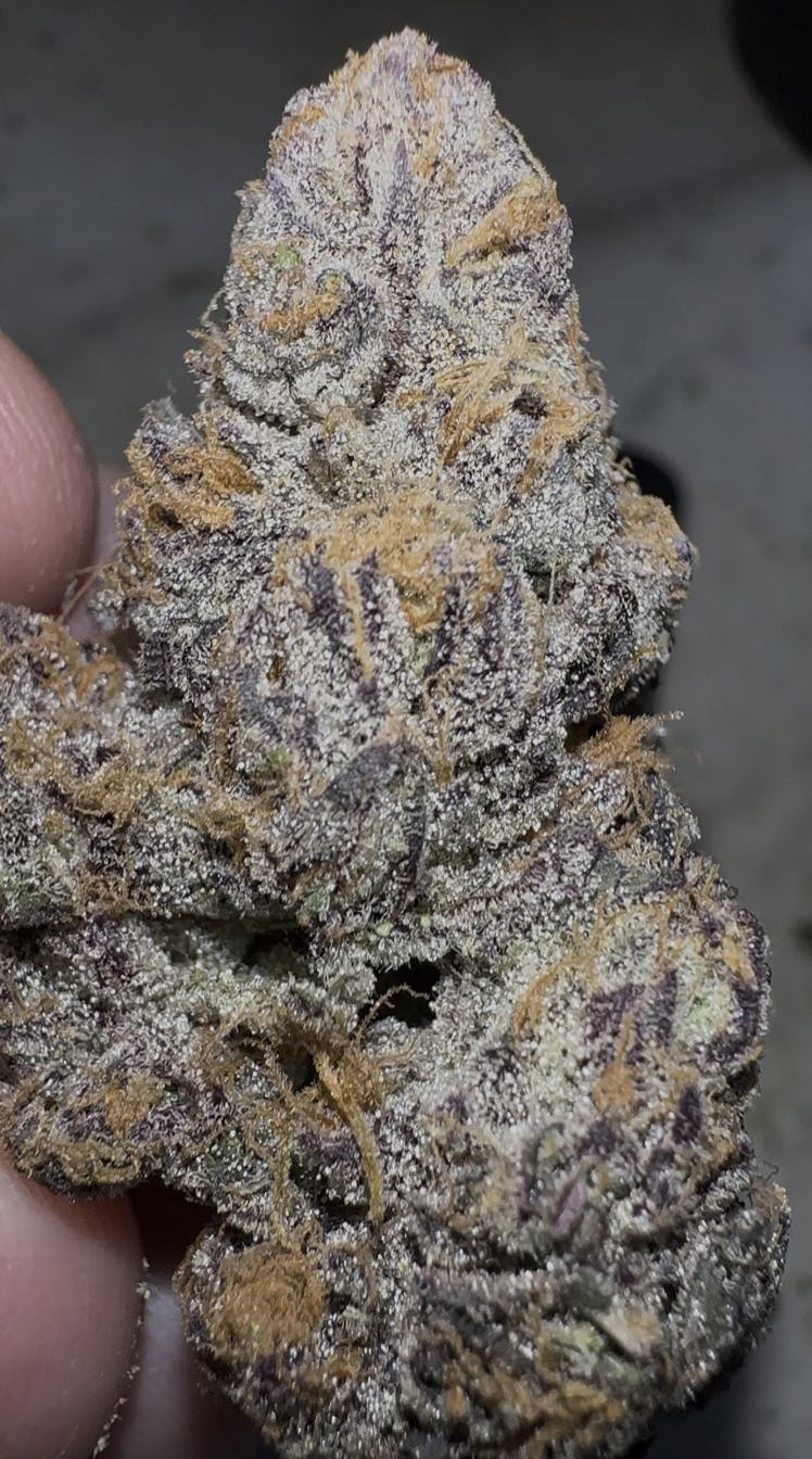 Oklahoma Outlawz | D-Lish | Big Buds | 3.5g by Oklahoma Outlawz
