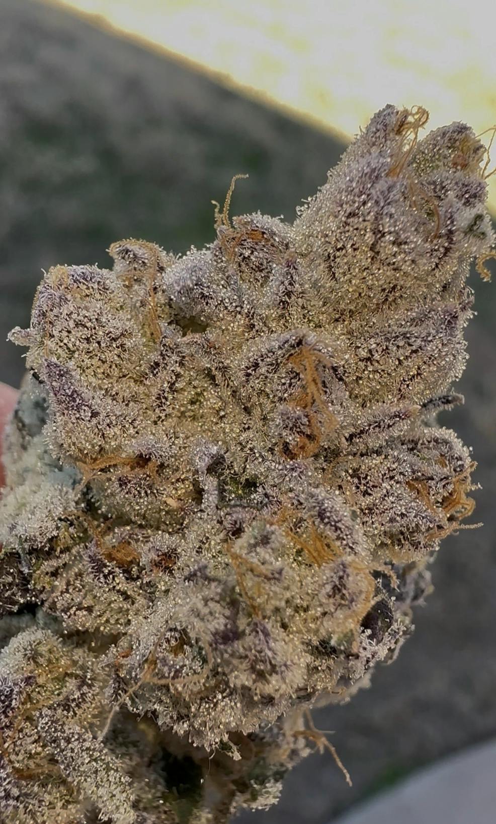 Oklahoma Outlawz | Rainbow Berries | Big Buds | 3.5g by Oklahoma Outlawz