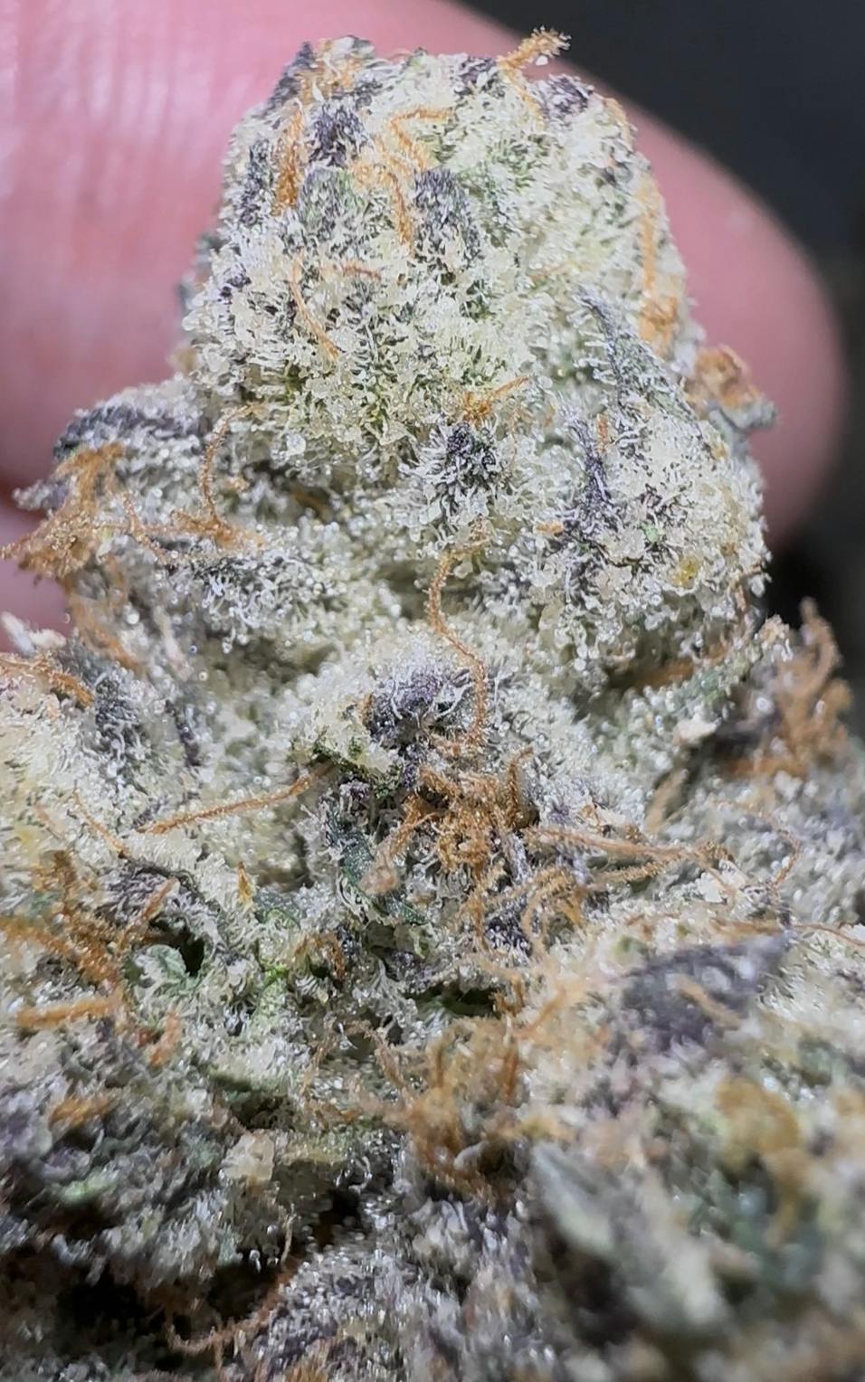Oklahoma Outlawz | Outlaw Runtz | Big Buds | 3.5g by Oklahoma Outlawz