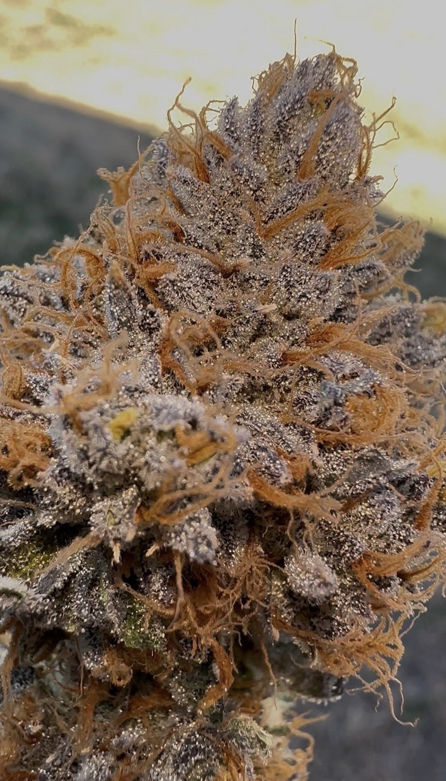 Oklahoma Outlawz | Strawberry Zkittles | Big Buds | 3.5g by Oklahoma Outlawz