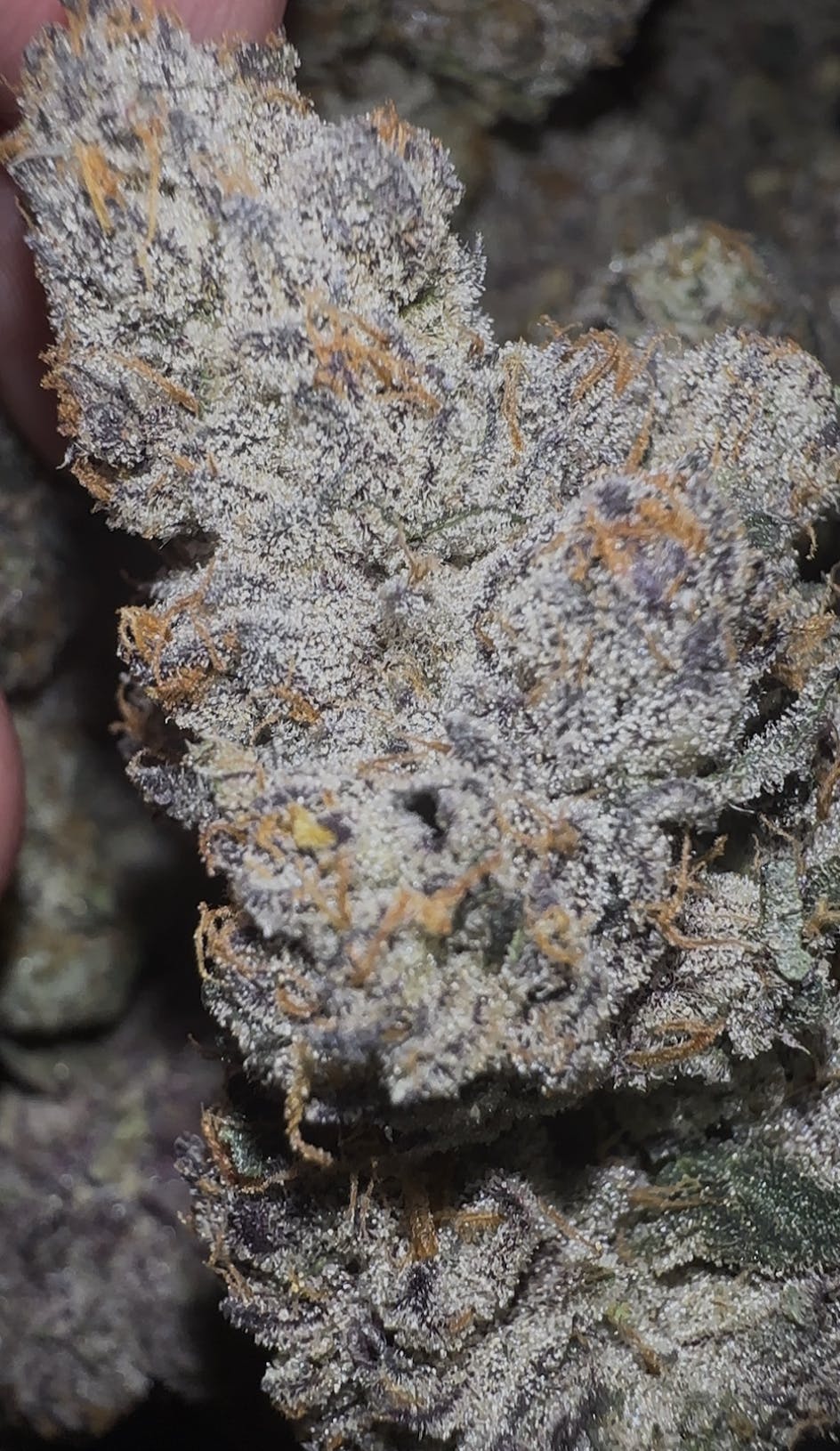 Oklahoma Outlawz | Crunch Berries | Big Buds | 3.5g by Oklahoma Outlawz