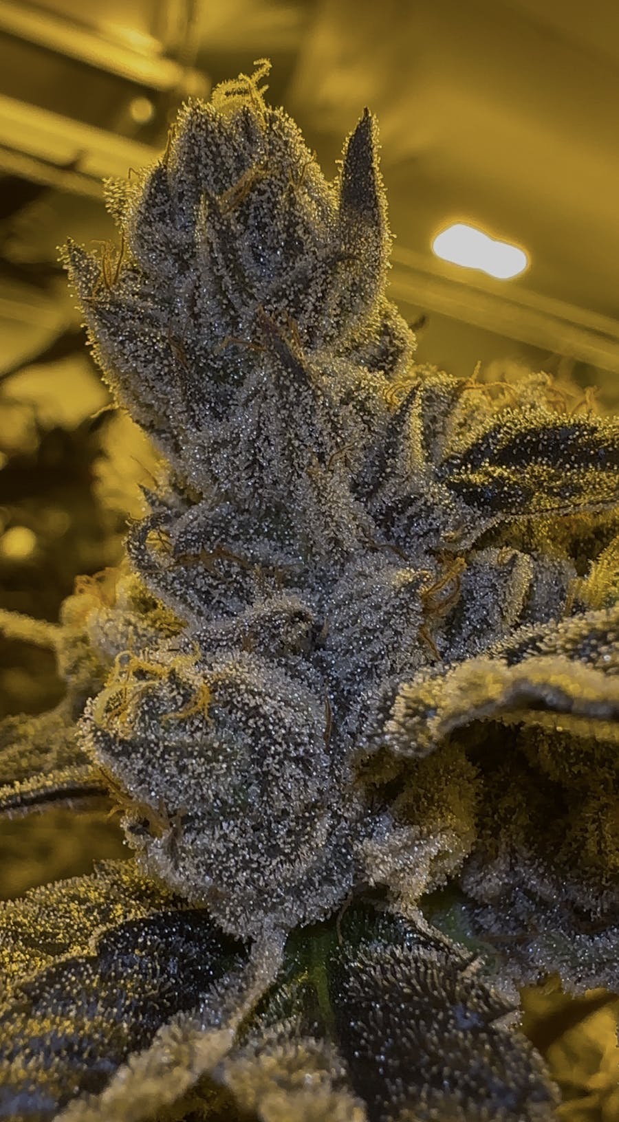 Oklahoma Outlawz | Gassius Clay | Big Buds | 3.5g by Oklahoma Outlawz