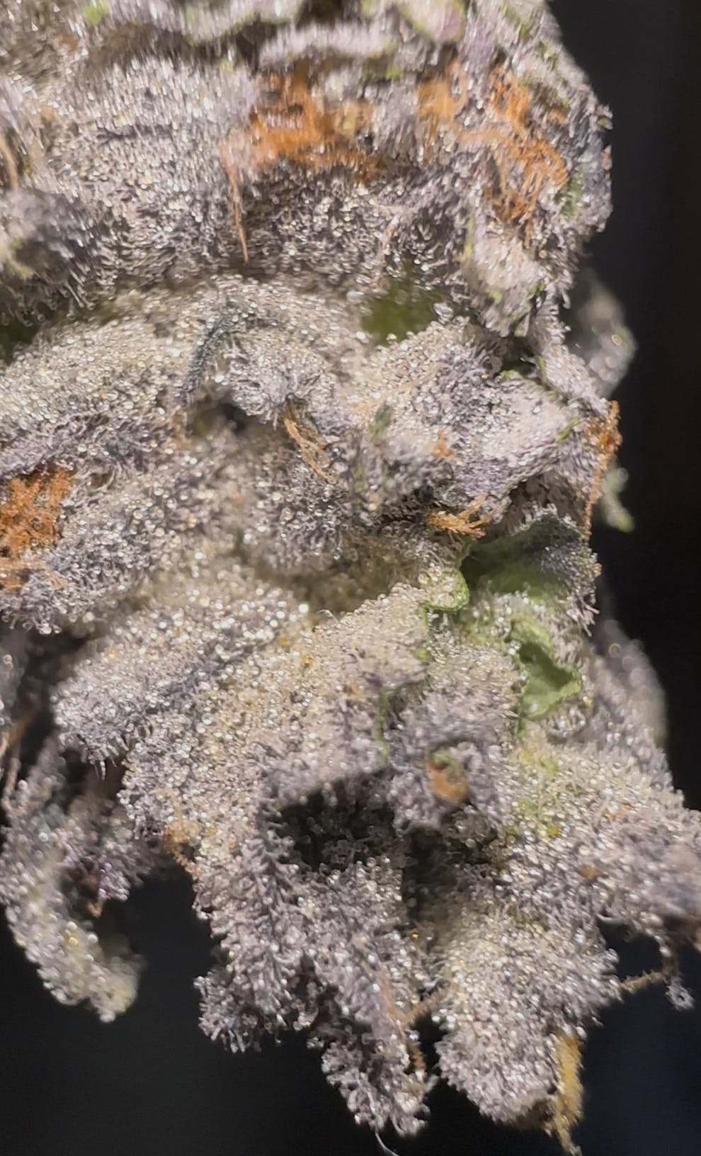 Oklahoma Outlawz | G.A.Z. | Big Buds | 3.5g by Oklahoma Outlawz