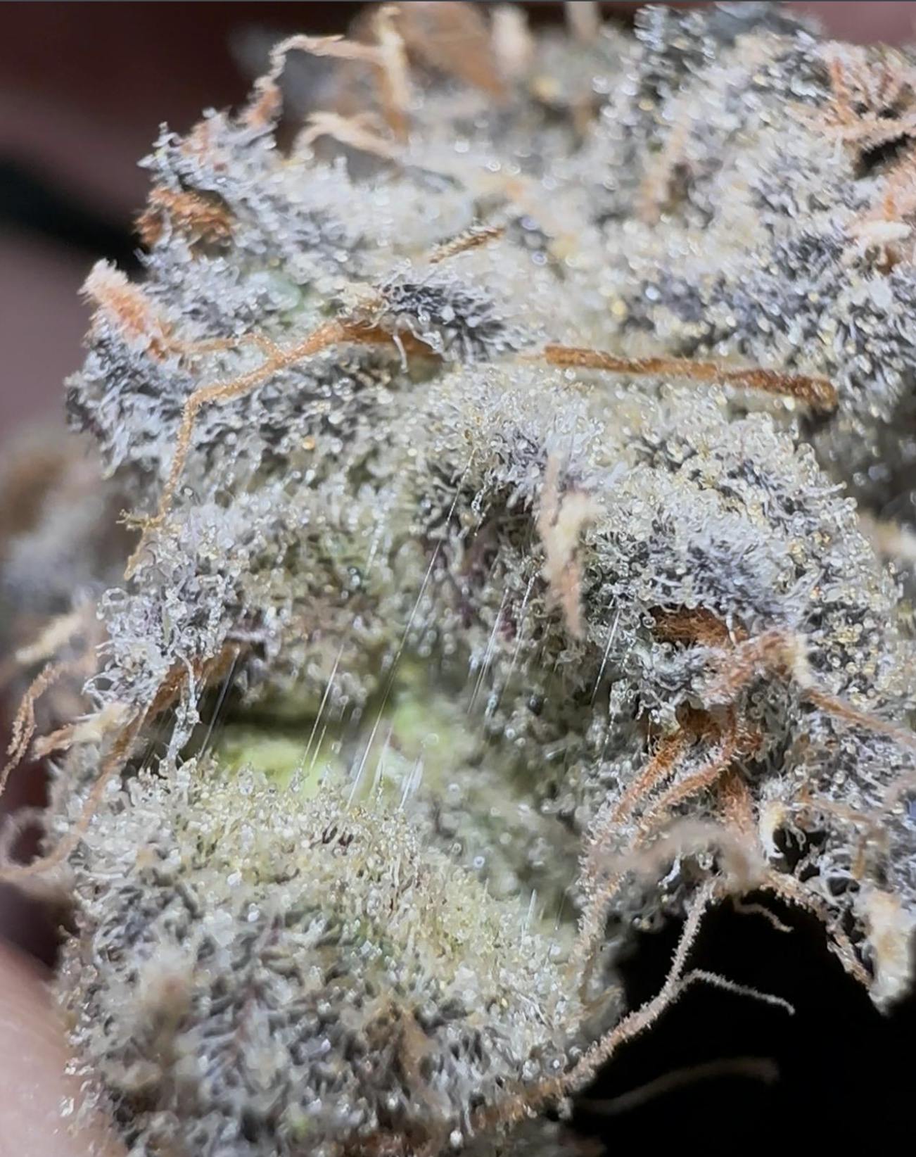 Oklahoma Outlawz | Purple DACCA | Big Buds | 3.5g by Oklahoma Outlawz