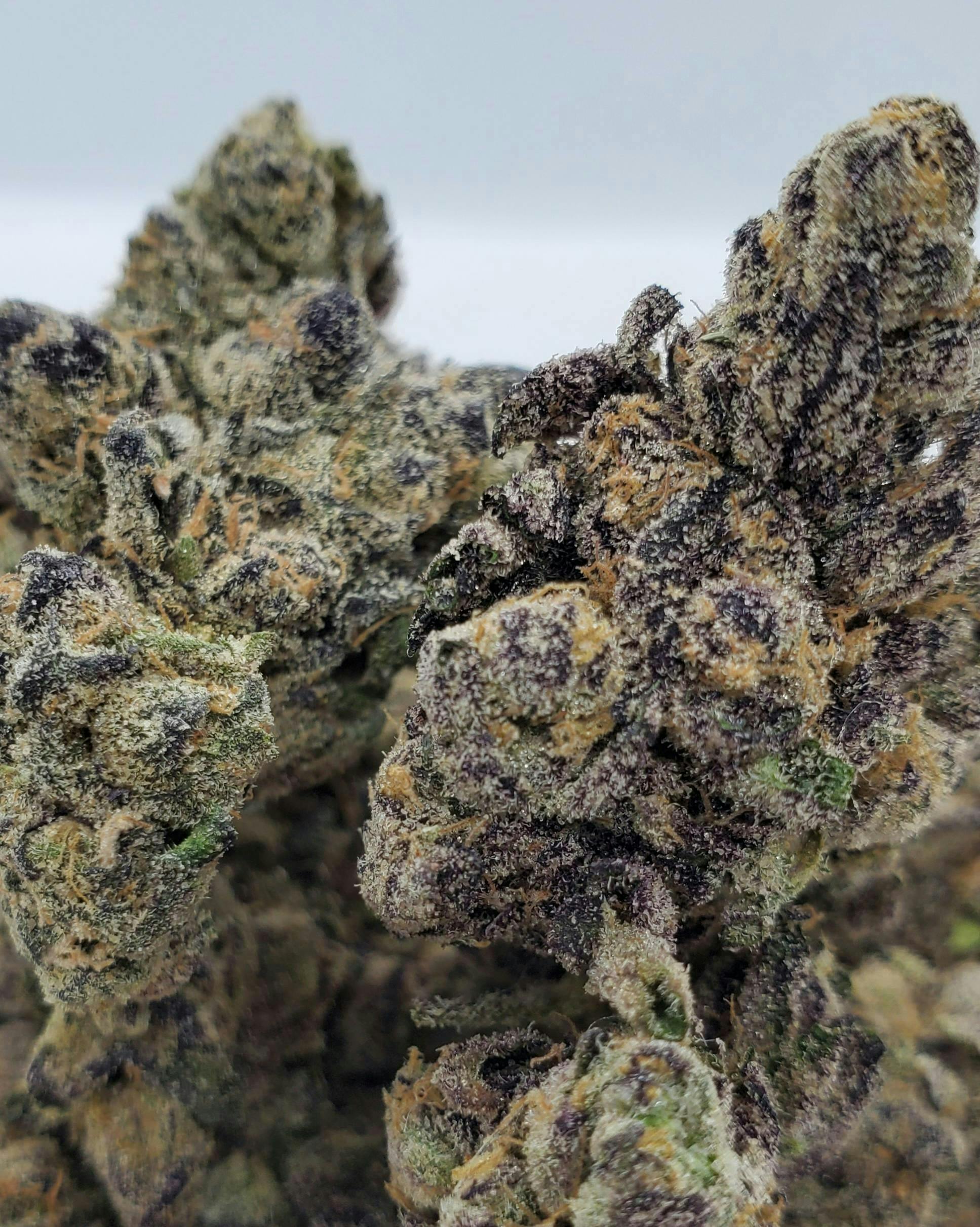 World Class Cannabis | White Runtz | Flower | 7g