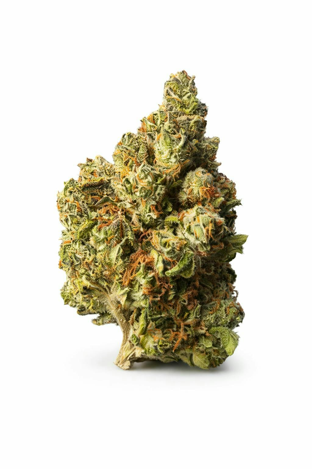 Master Kush Big Buds