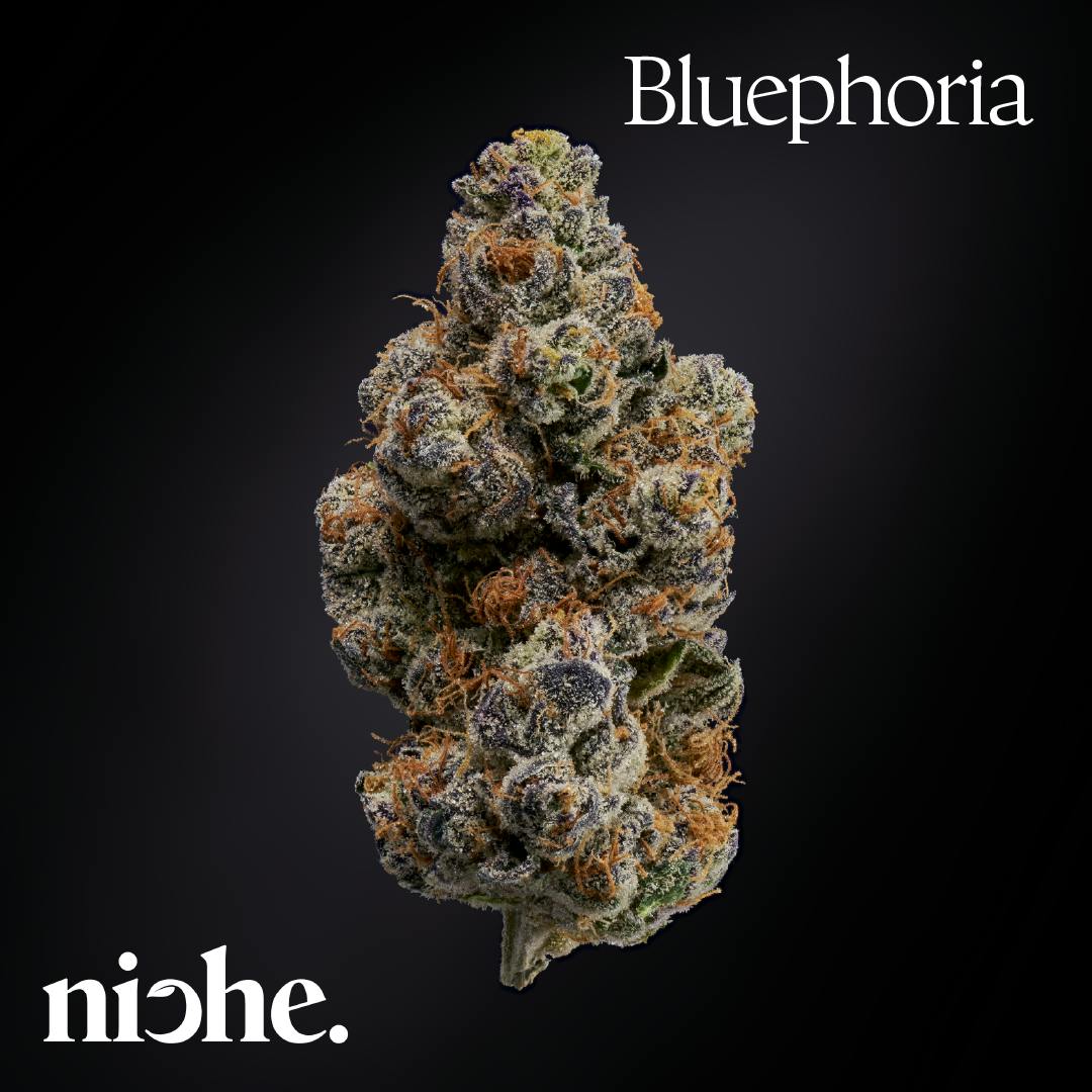 Bluephoria