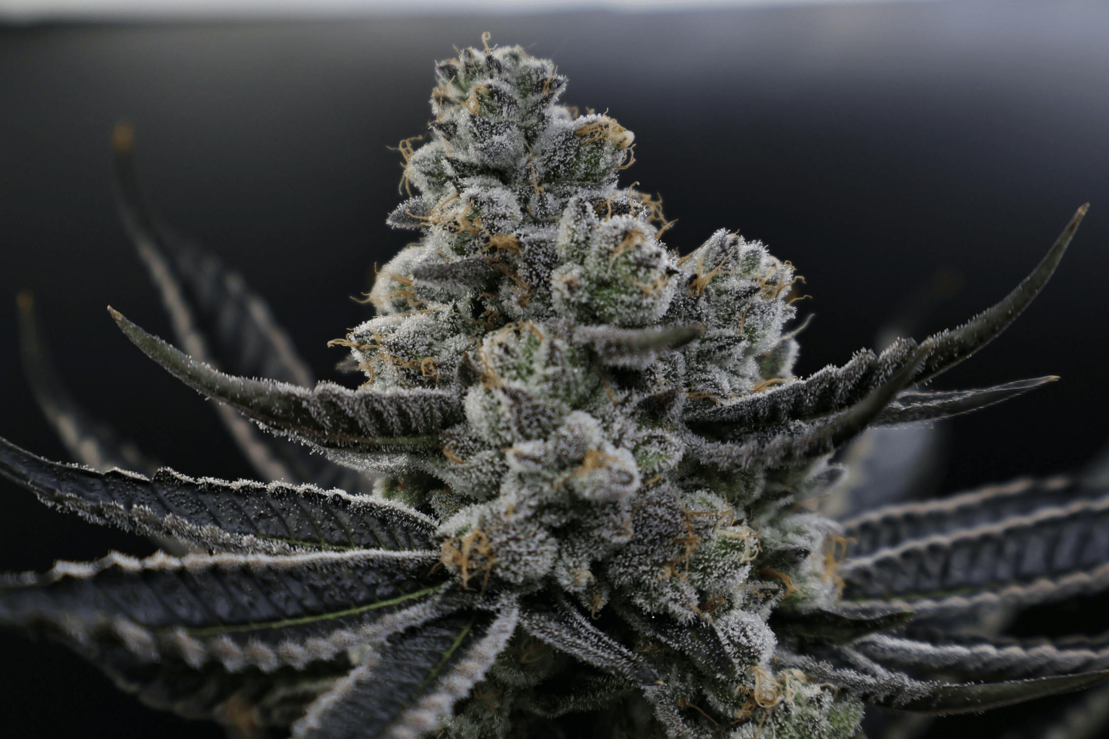 Animal Tsunami by Zenoa